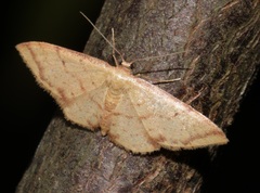 Idaea impexa
