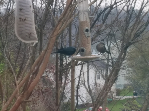 Brown-headed Cowbird photographed in Tennessee