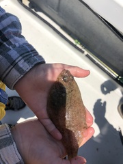 Citharichthys sordidus