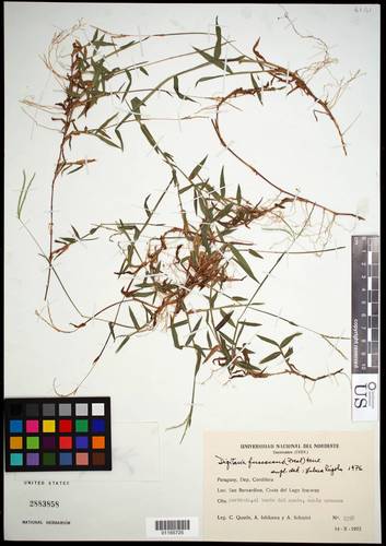 Digitaria fuscescens