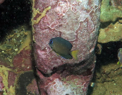 Ctenochaetus binotatus