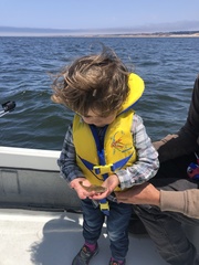 Citharichthys sordidus