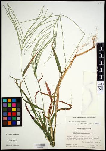 Digitaria nuda