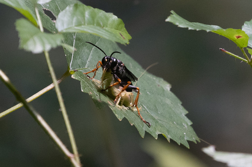 Sphex nudus photo 3