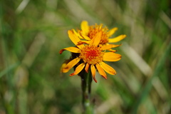 Tephroseris integrifolia capitata