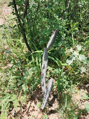 Peniocereus greggii greggii