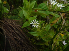 Stellaria littoralis