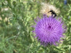 Melissodes desponsus