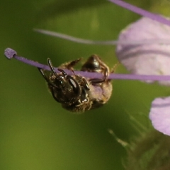 Halictini
