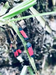 Cardioscarta flavifrons