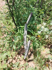 Peniocereus greggii greggii