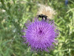 Melissodes desponsus