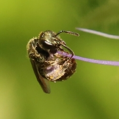 Halictini