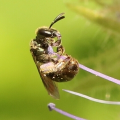 Halictini
