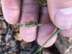 Thyridolepis mitchelliana