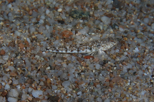 Marbled Goby