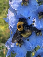 Bombus nevadensis