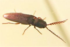 Dicrepidius corvinus