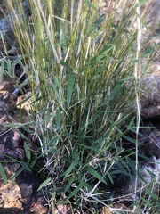 Thyridolepis mitchelliana