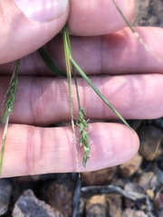 Thyridolepis mitchelliana