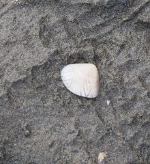 Gafrarium divaricatum