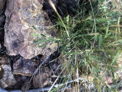 Thyridolepis mitchelliana