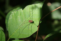 Leiobunum aldrichi