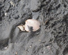 Gafrarium divaricatum