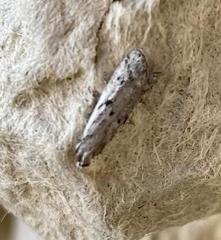 Phycitodes mucidella