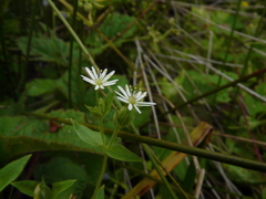 Stellaria littoralis