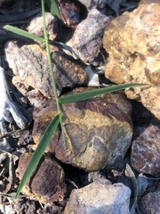 Thyridolepis mitchelliana