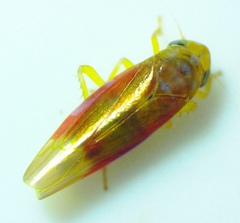 Erythridula crevecoeuri