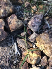 Thyridolepis mitchelliana