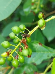 Olethreutes albiciliana