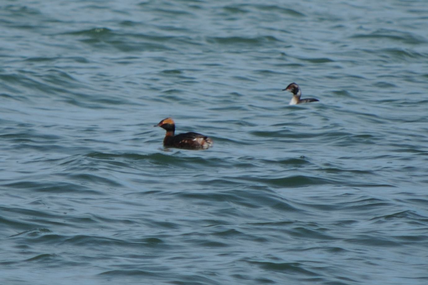 Horned Grebe