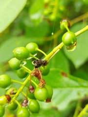 Olethreutes albiciliana