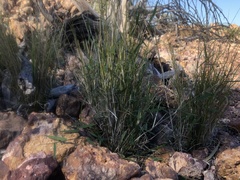 Thyridolepis mitchelliana