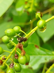 Olethreutes albiciliana