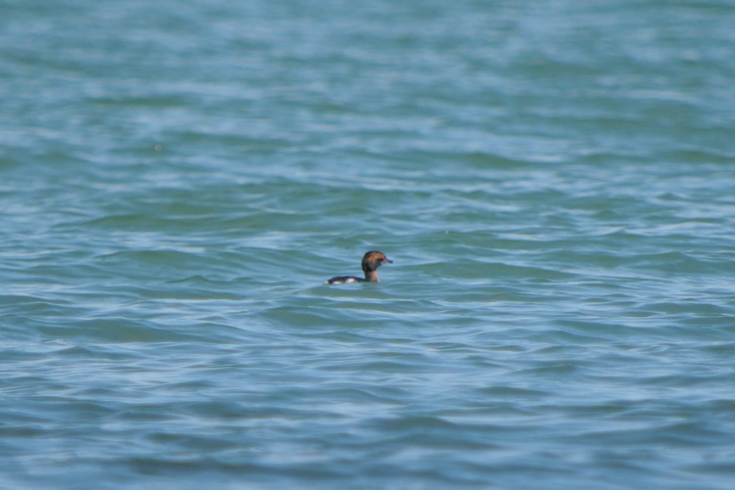 Horned Grebe