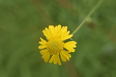 Helenium amarum amarum