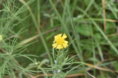 Helenium amarum amarum