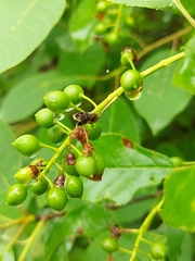 Olethreutes albiciliana