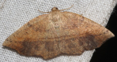 Planolocha obliquata