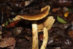 Cortinarius nahuelbutensis