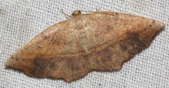 Planolocha obliquata