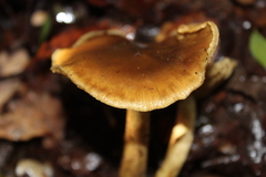 Cortinarius nahuelbutensis
