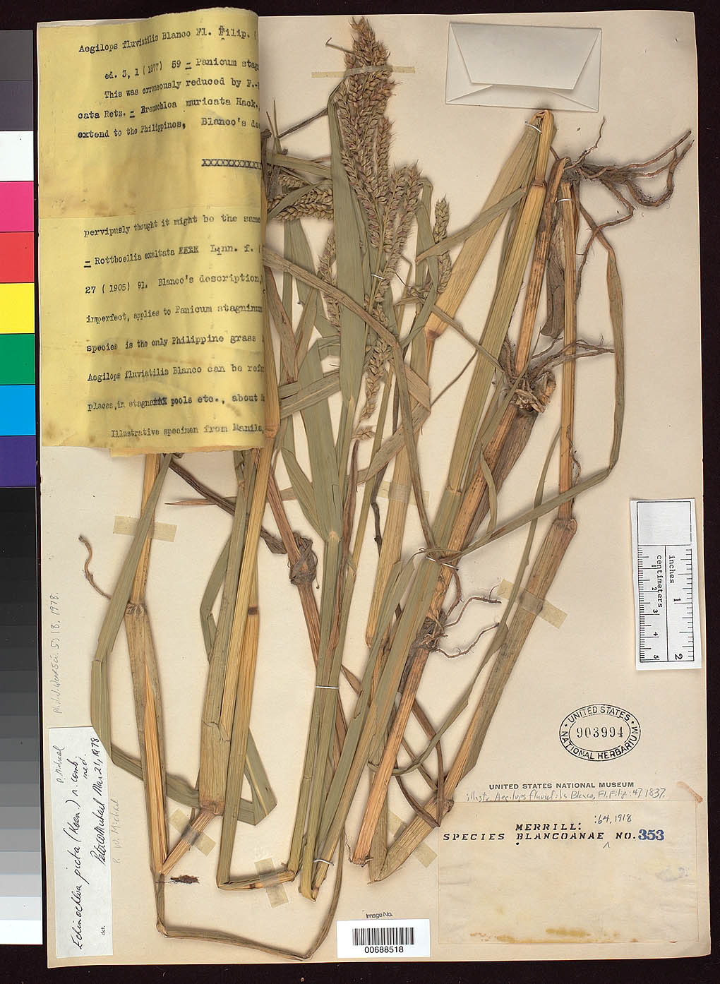 Echinochloa picta