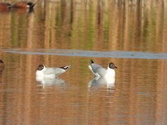 Chroicocephalus maculipennis