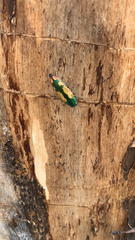 Buprestis viridisuturalis