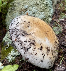 Catathelasma ventricosum